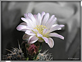 Нажмите на изображение для увеличения.

Название:	Gymnocalycium sp.20070417.jpg
Просмотров:	117
Размер:	37.9 Кб
ID:	381373