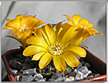 Нажмите на изображение для увеличения.

Название:	Rebutia sp.20070416.jpg
Просмотров:	114
Размер:	73.8 Кб
ID:	381374