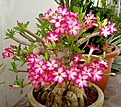 Нажмите на изображение для увеличения.

Название:	adenium_belg026.JPG
Просмотров:	189
Размер:	98.8 Кб
ID:	381389