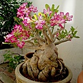 Нажмите на изображение для увеличения.

Название:	adenium_belg027.JPG
Просмотров:	180
Размер:	124.0 Кб
ID:	381390