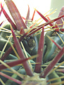 Нажмите на изображение для увеличения.

Название:	Ferocactus_latispinus4.jpg
Просмотров:	277
Размер:	85.2 Кб
ID:	381402
