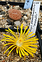 Нажмите на изображение для увеличения.

Название:	Lithops_pseudotruncatela_C100_IMG_9544.jpg
Просмотров:	307
Размер:	120.5 Кб
ID:	381403