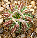Нажмите на изображение для увеличения.

Название:	Euphorbia_valida_y_IMG_9649.jpg
Просмотров:	310
Размер:	139.5 Кб
ID:	381410