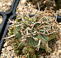 Нажмите на изображение для увеличения.

Название:	Euphorbia_valida_IMG_9638.jpg
Просмотров:	289
Размер:	118.6 Кб
ID:	381411