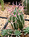 Нажмите на изображение для увеличения.

Название:	Euphorbia_stellaespina_IMG_9639.jpg
Просмотров:	304
Размер:	118.7 Кб
ID:	381412