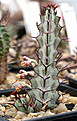 Нажмите на изображение для увеличения.

Название:	Euphorbia_greenwayi_IMG_9632.jpg
Просмотров:	283
Размер:	100.1 Кб
ID:	381413