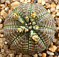 Нажмите на изображение для увеличения.

Название:	Euphorbia_obesa_IMG_9633.jpg
Просмотров:	250
Размер:	142.8 Кб
ID:	381414