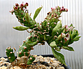 Нажмите на изображение для увеличения.

Название:	Monadenium_guentheri_IMG_9621.jpg
Просмотров:	274
Размер:	120.1 Кб
ID:	381415