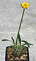 Нажмите на изображение для увеличения.

Название:	Pachypodium_rosulatum_IMG_9688.jpg
Просмотров:	250
Размер:	56.6 Кб
ID:	381419