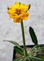 Нажмите на изображение для увеличения.

Название:	Pachypodium_rosulatum_IMG_9684.jpg
Просмотров:	246
Размер:	42.2 Кб
ID:	381420