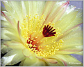 Нажмите на изображение для увеличения.

Название:	Notocacus sp20070504.jpg
Просмотров:	120
Размер:	68.6 Кб
ID:	381425