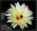 Нажмите на изображение для увеличения.

Название:	Notocactus sp.20070504_3.jpg
Просмотров:	100
Размер:	61.1 Кб
ID:	381426