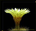 Нажмите на изображение для увеличения.

Название:	Notocactus sp 20070504_1.jpg
Просмотров:	111
Размер:	32.0 Кб
ID:	381427