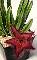 Нажмите на изображение для увеличения.

Название:	Stapelia_hirsuta_IMG_9694.jpg
Просмотров:	245
Размер:	73.7 Кб
ID:	381428