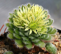 Нажмите на изображение для увеличения.

Название:	Sempervivum_ciliaris_Bonsi_IMG_9725.jpg
Просмотров:	226
Размер:	94.6 Кб
ID:	381432