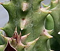 Нажмите на изображение для увеличения.

Название:	Huernia_cf_erinacea_IMG_9722crop.jpg
Просмотров:	233
Размер:	24.2 Кб
ID:	381433