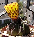Нажмите на изображение для увеличения.

Название:	Notocactus ottonisDSC06900.jpg
Просмотров:	118
Размер:	35.1 Кб
ID:	381443