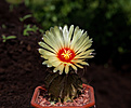 Нажмите на изображение для увеличения.

Название:	Astrophytum capricorne.jpg
Просмотров:	179
Размер:	230.1 Кб
ID:	381444