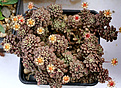 Нажмите на изображение для увеличения.

Название:	Monanthes_polyphylla_IMG_0010.jpg
Просмотров:	209
Размер:	98.6 Кб
ID:	381453