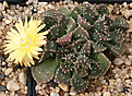 Нажмите на изображение для увеличения.

Название:	Aloinopsis_cf_setifera_IMG_9986.jpg
Просмотров:	198
Размер:	108.5 Кб
ID:	381457