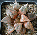 Нажмите на изображение для увеличения.

Название:	Haworthia emelyae_comptoniana.jpg
Просмотров:	250
Размер:	120.3 Кб
ID:	381459