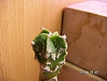 Нажмите на изображение для увеличения.

Название:	PICT00031.JPG
Просмотров:	248
Размер:	34.4 Кб
ID:	381461