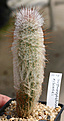 Нажмите на изображение для увеличения.

Название:	Austrocephalocereus_dybowskii_IMG_0125.jpg
Просмотров:	625
Размер:	59.4 Кб
ID:	381470