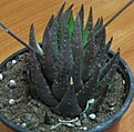 Нажмите на изображение для увеличения.

Название:	Haworthia coarctata.jpg
Просмотров:	207
Размер:	118.4 Кб
ID:	381535