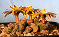 Нажмите на изображение для увеличения.

Название:	Aloinopsis_lodewykii_IMG_0211.jpg
Просмотров:	198
Размер:	82.2 Кб
ID:	381538