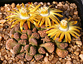 Нажмите на изображение для увеличения.

Название:	Aloinopsis_lodewykii_IMG_0216.jpg
Просмотров:	198
Размер:	127.0 Кб
ID:	381539