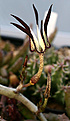 Нажмите на изображение для увеличения.

Название:	Ceropegia_stapeliformis_IMG_0255.jpg
Просмотров:	198
Размер:	45.6 Кб
ID:	381540