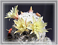 Нажмите на изображение для увеличения.

Название:	Mammillaria duwei_20070520.jpg
Просмотров:	114
Размер:	55.9 Кб
ID:	381549