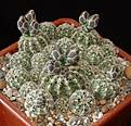 Нажмите на изображение для увеличения.

Название:	Gymnocalycium_bruchii.jpg
Просмотров:	241
Размер:	144.0 Кб
ID:	381555