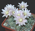 Нажмите на изображение для увеличения.

Название:	Gymnocalycium_bruchii2.jpg
Просмотров:	236
Размер:	143.0 Кб
ID:	381558
