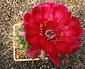 Нажмите на изображение для увеличения.

Название:	L.cinnabarina v. grandiflora.jpg
Просмотров:	375
Размер:	123.8 Кб
ID:	381587