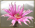Нажмите на изображение для увеличения.

Название:	Echinocereus 20070527.jpg
Просмотров:	123
Размер:	66.9 Кб
ID:	381591