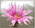 Нажмите на изображение для увеличения.

Название:	Echinocereus 20070527_1.jpg
Просмотров:	137
Размер:	49.3 Кб
ID:	381593