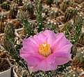 Нажмите на изображение для увеличения.

Название:	Opuntia pulchella.jpg
Просмотров:	298
Размер:	87.7 Кб
ID:	381601