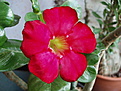 Нажмите на изображение для увеличения.

Название:	adenium\'s 001.jpg
Просмотров:	213
Размер:	76.6 Кб
ID:	381606