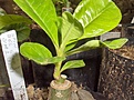Нажмите на изображение для увеличения.

Название:	flat graft after one month 2.jpg
Просмотров:	180
Размер:	86.2 Кб
ID:	381622