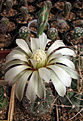 Нажмите на изображение для увеличения.

Название:	Gymnocalycium erolesii Santa Fe.jpg
Просмотров:	413
Размер:	93.5 Кб
ID:	381628