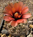 Нажмите на изображение для увеличения.

Название:	Gymnocalycium heidiae GC 35.02.jpg
Просмотров:	421
Размер:	53.5 Кб
ID:	381629