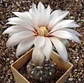 Нажмите на изображение для увеличения.

Название:	Gymnocalycium poeschlii STO 526.jpg
Просмотров:	434
Размер:	57.8 Кб
ID:	381630