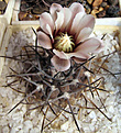 Нажмите на изображение для увеличения.

Название:	Gymnocalycium piltziorum P 38.jpg
Просмотров:	411
Размер:	99.0 Кб
ID:	381632