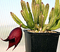 Нажмите на изображение для увеличения.

Название:	Stapelia_wilmaniae_IMG_0574.jpg
Просмотров:	230
Размер:	73.4 Кб
ID:	381659