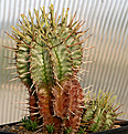 Нажмите на изображение для увеличения.

Название:	Euphorbia_horrida_IMG_0618.jpg
Просмотров:	228
Размер:	103.8 Кб
ID:	381662