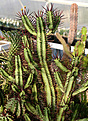 Нажмите на изображение для увеличения.

Название:	Euphorbia_enopla_IMG_0625.jpg
Просмотров:	225
Размер:	117.3 Кб
ID:	381663
