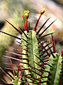 Нажмите на изображение для увеличения.

Название:	Euphorbia_enopla_IMG_0628.jpg
Просмотров:	236
Размер:	71.6 Кб
ID:	381664