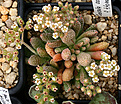 Нажмите на изображение для увеличения.

Название:	Crassula_ausiensis_titanopsis_IMG_0835.jpg
Просмотров:	229
Размер:	115.8 Кб
ID:	381676