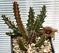 Нажмите на изображение для увеличения.

Название:	Huernia_hystrix_IMG_0824.jpg
Просмотров:	234
Размер:	93.8 Кб
ID:	381677